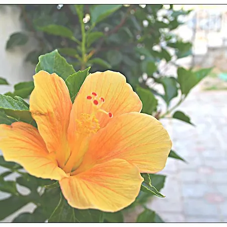 Hébergement de vacances Adastra Holiday Homes Bodrum - Royal Heights Bogazici
